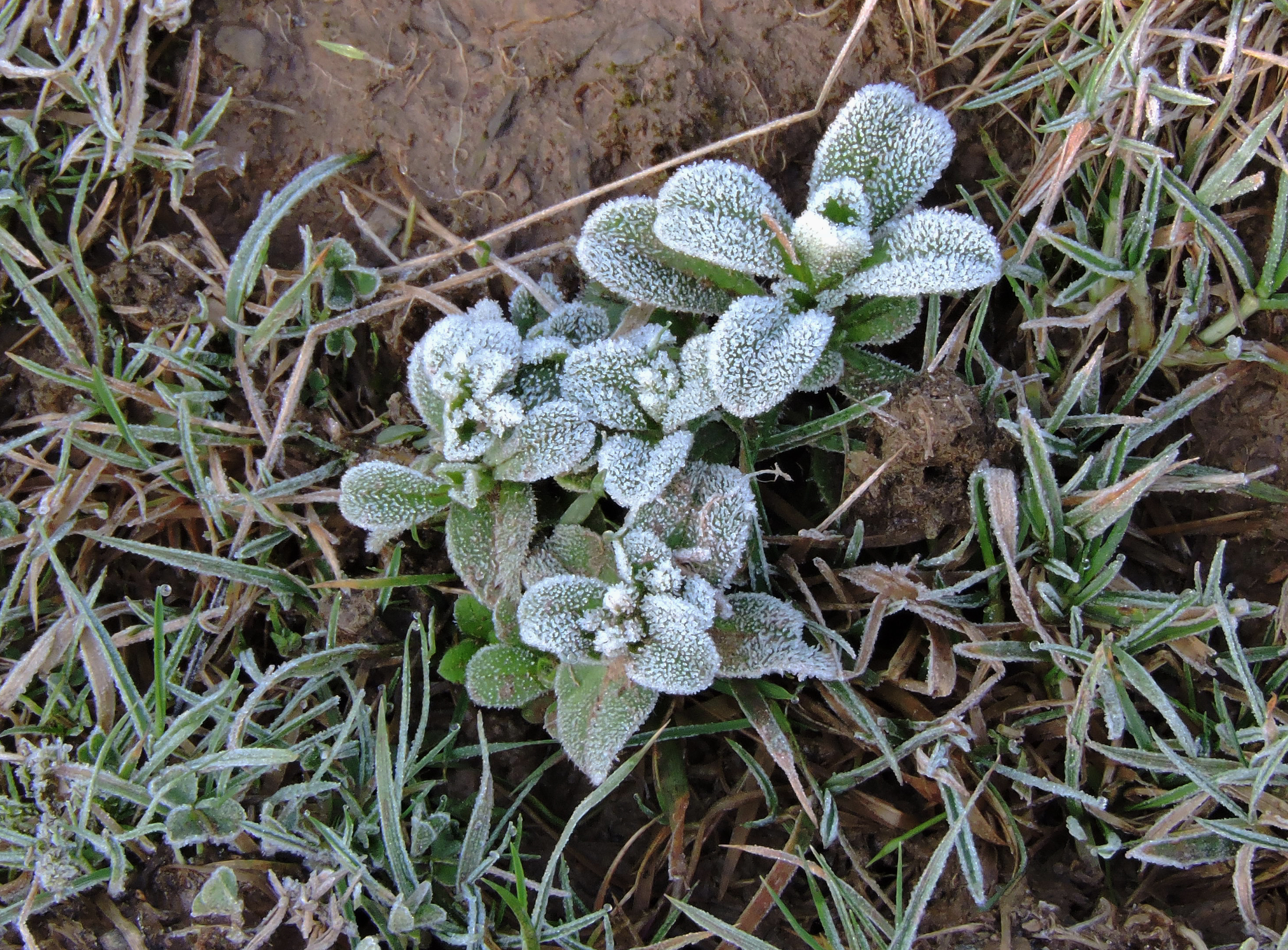 FROSTED WEED Bill Bagley Photography